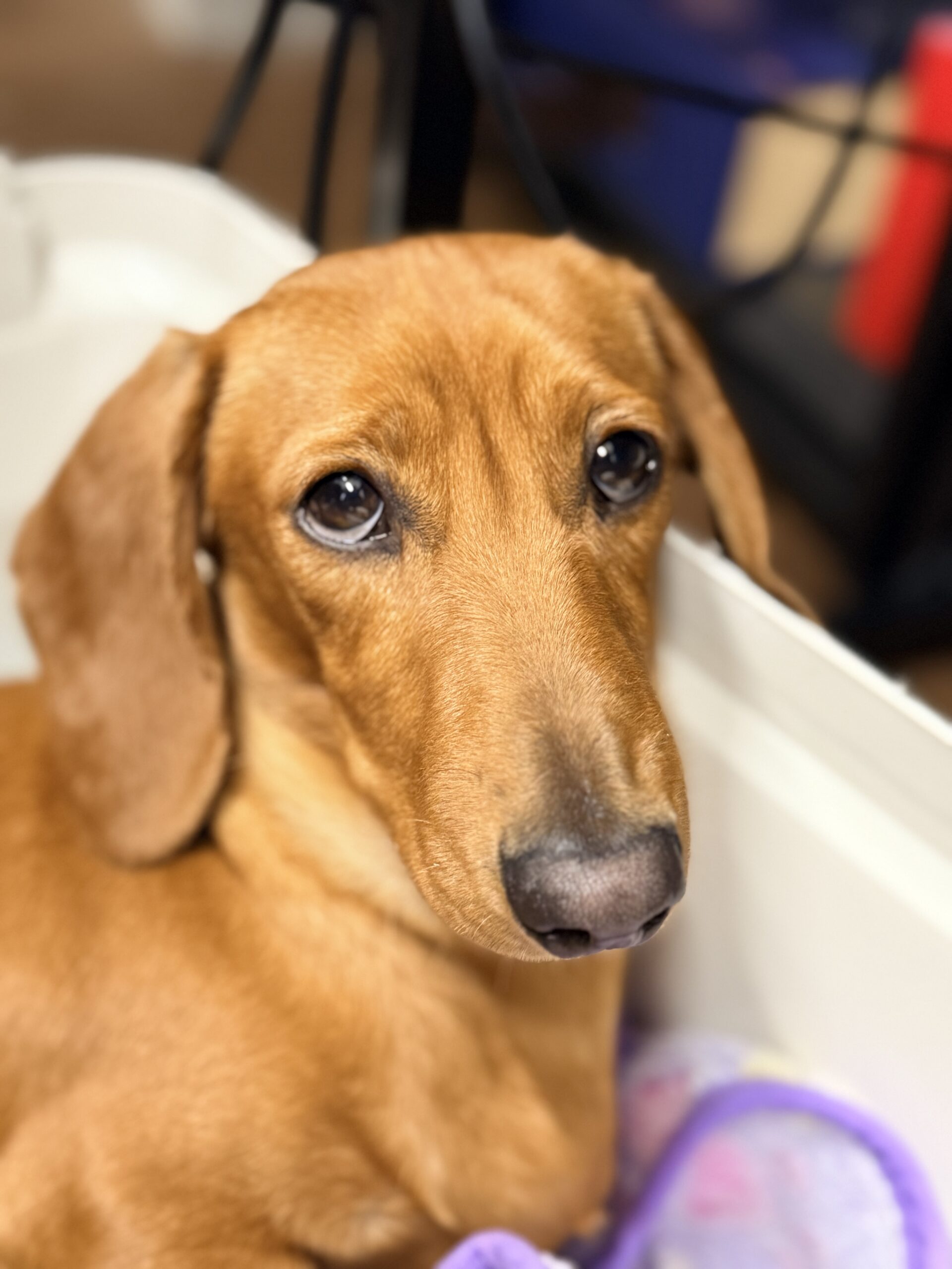 広報部長 兼 店舗パトロール隊長 バウム