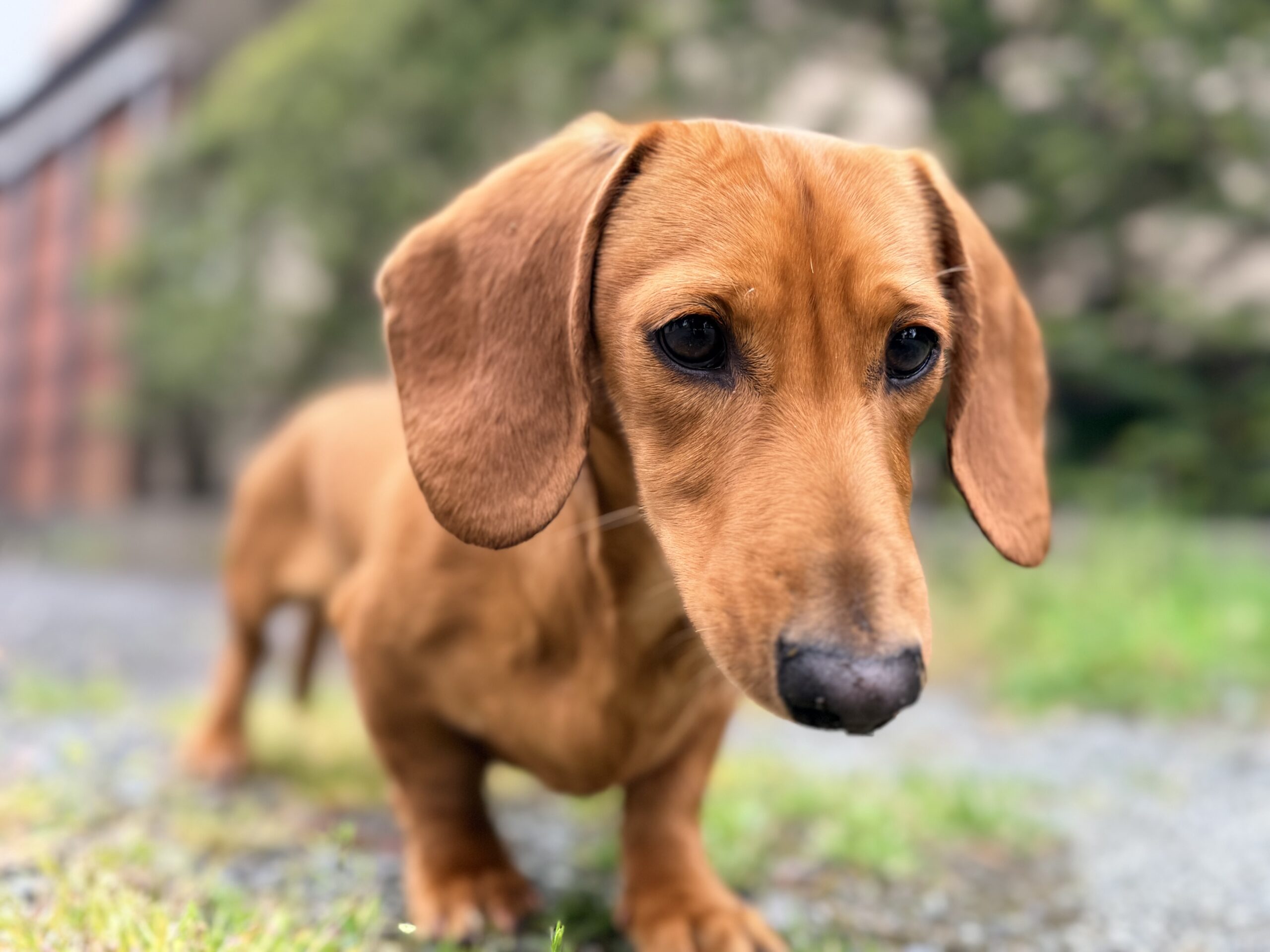 広報部長 兼 店舗パトロール隊長 バウム